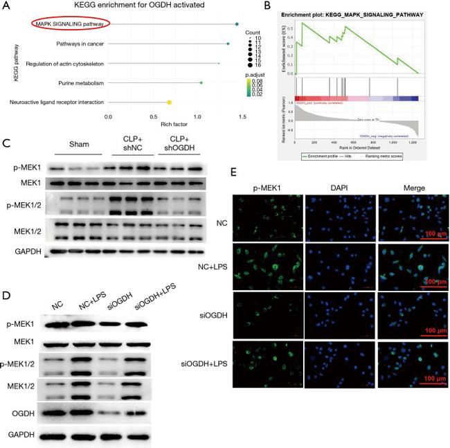 ERK2 Antibody in Western Blot (WB)