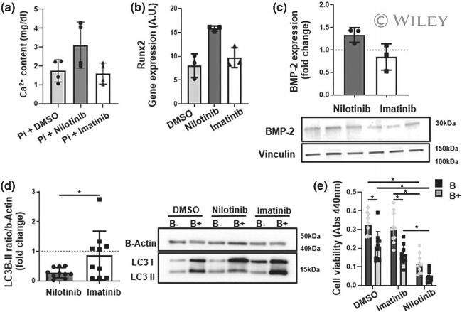 BMP-2 Antibody in Western Blot (WB)