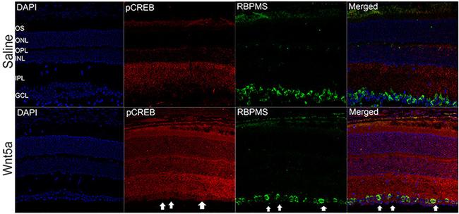 Phospho-CREB (Ser129, Ser133) Antibody in Immunohistochemistry (IHC)