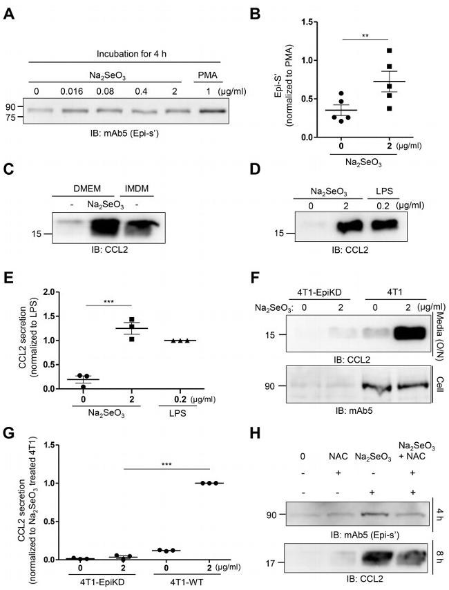 MCP-1 Antibody in Western Blot (WB)