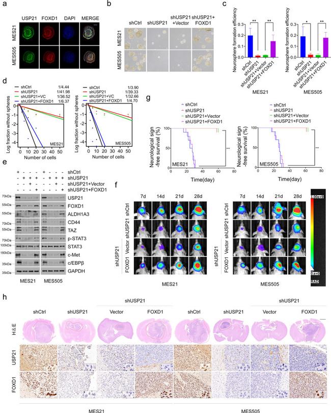 USP21 Antibody in Immunohistochemistry (IHC)