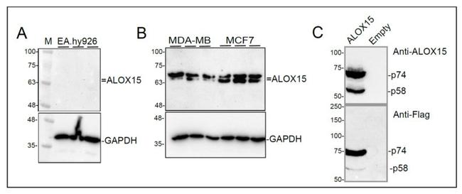 ALOX15 Antibody in Western Blot (WB)