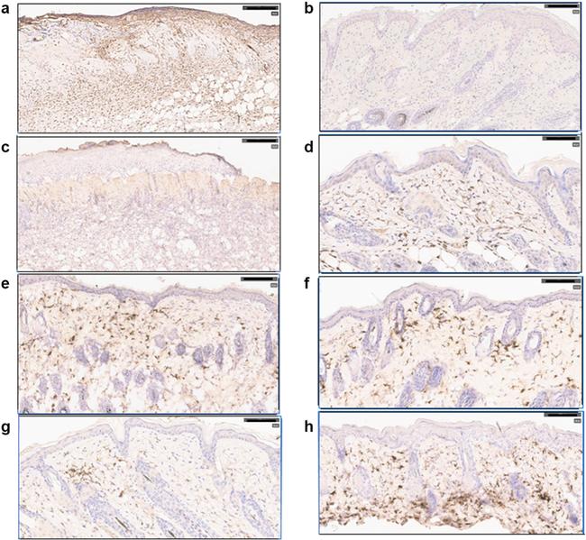 CD301b (MGL2) Antibody in Immunohistochemistry (Frozen) (IHC (F))