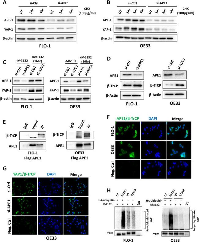 APE1 Antibody in Western Blot (WB)