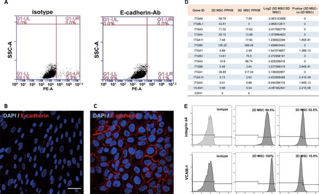 CD49d (Integrin alpha 4) Monoclonal Antibody (9F10), PE (12-0499-42)
