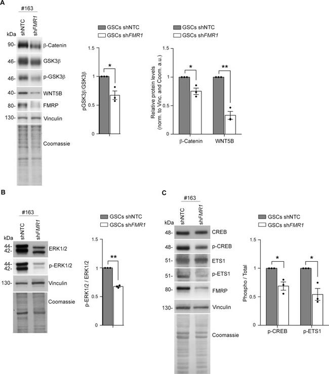 beta Catenin Antibody in Western Blot (WB)