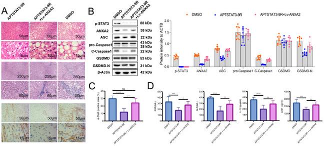 Caspase 1 Antibody in Western Blot (WB)