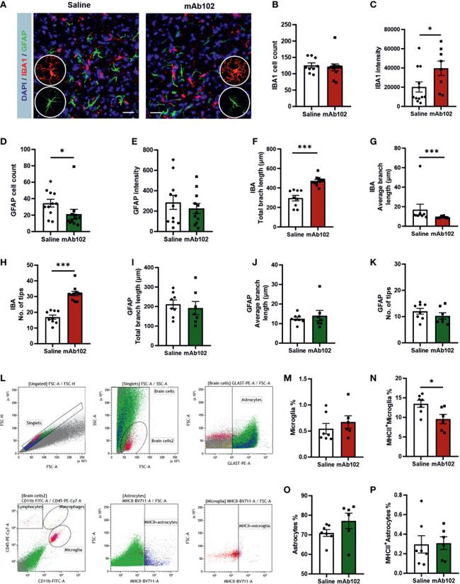 GFAP Monoclonal Antibody (GA5), Alexa Fluor™ 488 (53-9892-82)