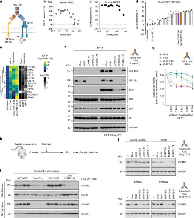 CD221 (IGF1R) Antibody in Flow Cytometry (Flow)