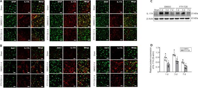 IL-17A Antibody in Western Blot, Immunohistochemistry (WB, IHC)