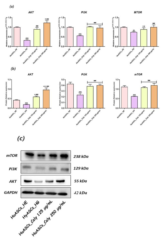 AKT Pan Antibody in Western Blot (WB)