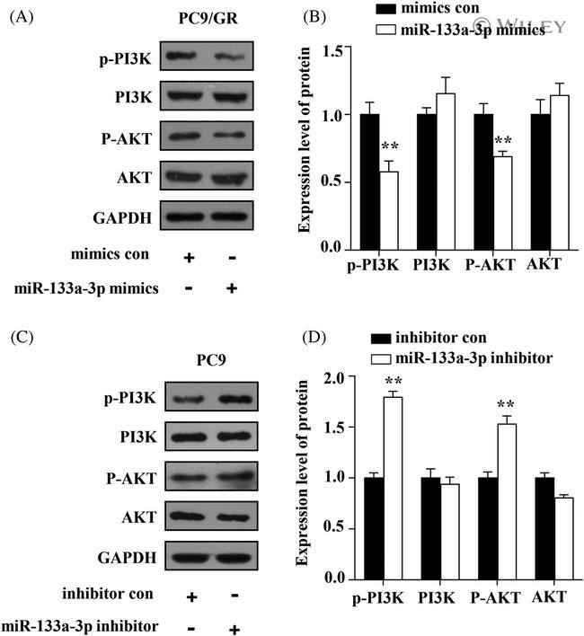 Phospho-AKT1 (Ser473) Antibody in Western Blot (WB)