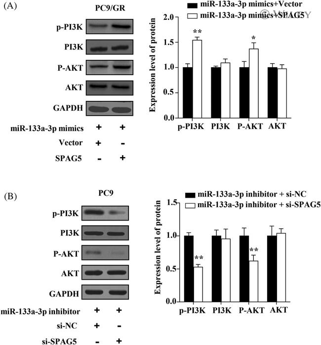 Phospho-AKT1 (Ser473) Antibody in Western Blot (WB)