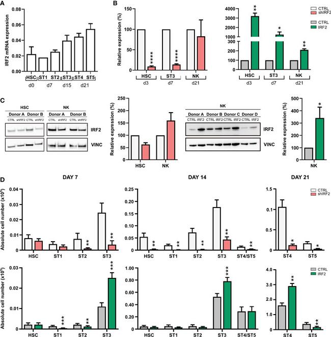 IRF2 Antibody in Western Blot (WB)