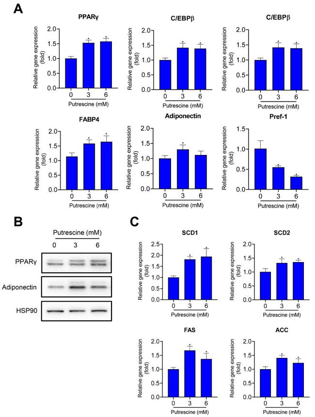 Adiponectin Antibody in Western Blot (WB)