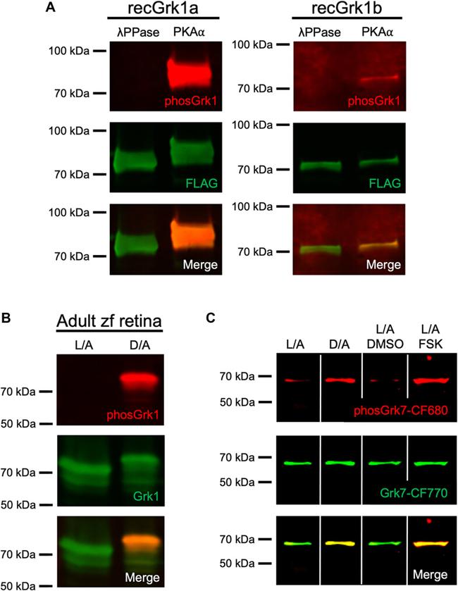 GRK1 Antibody in Western Blot (WB)