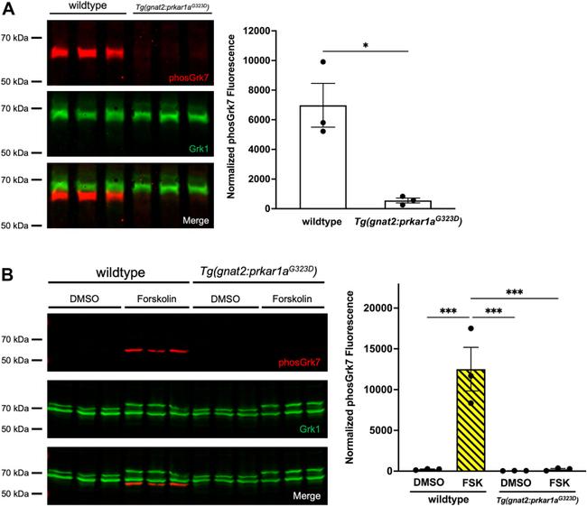 GRK1 Antibody in Western Blot (WB)