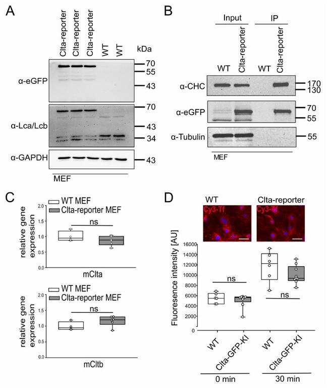 Clathrin Light Chain Antibody in Western Blot (WB)