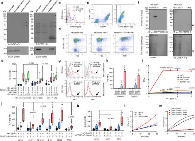 PR3 Antibody in Western Blot, Flow Cytometry, ELISA (WB, Flow, ELISA)