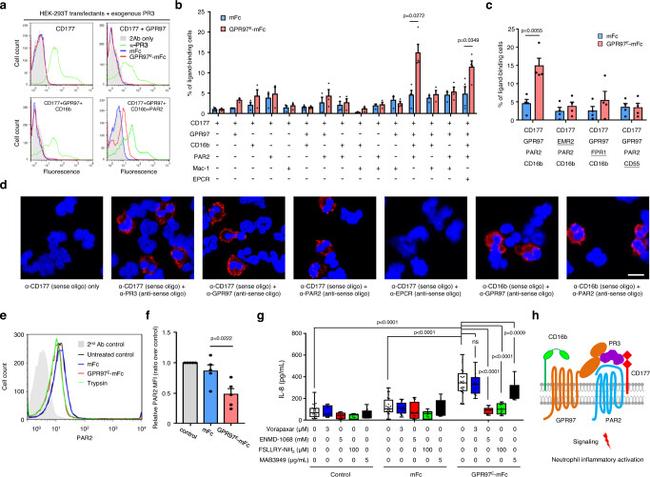 PR3 Antibody in Flow Cytometry (Flow)