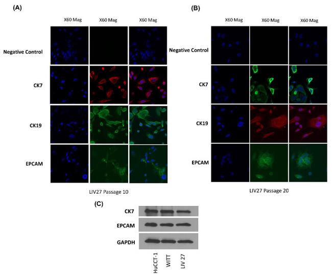 EpCAM Antibody in Western Blot, Immunocytochemistry (WB, ICC/IF)