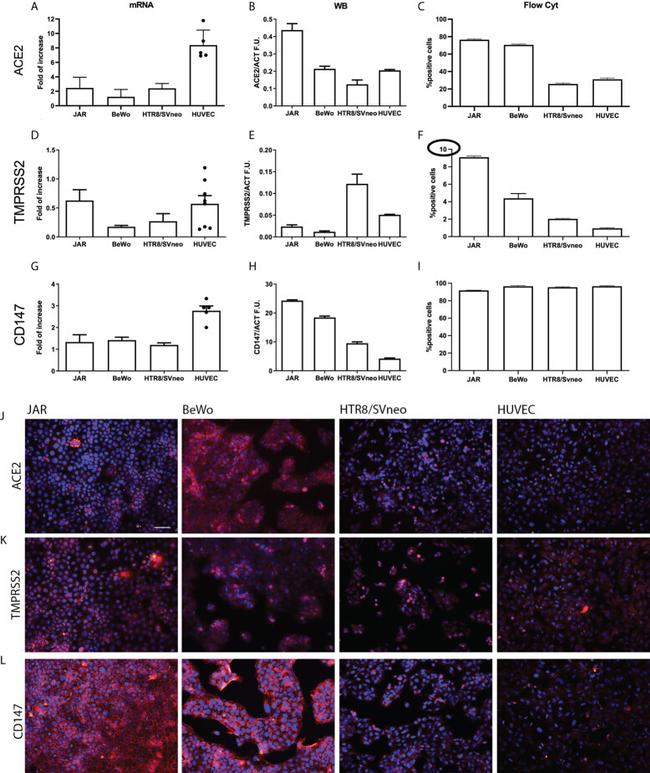 CD147 Antibody in Immunocytochemistry, Flow Cytometry (ICC/IF, Flow)