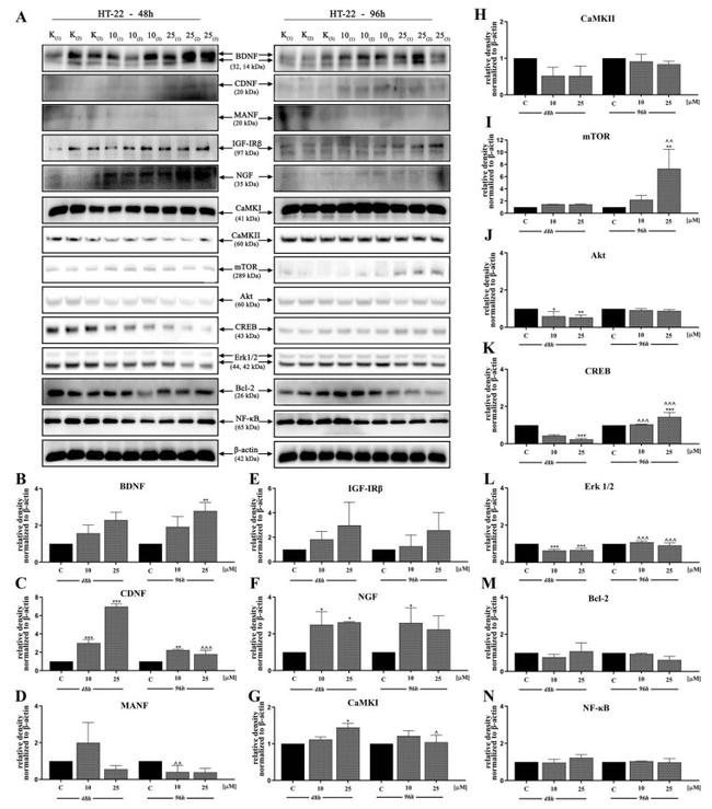 NGF Antibody in Western Blot (WB)