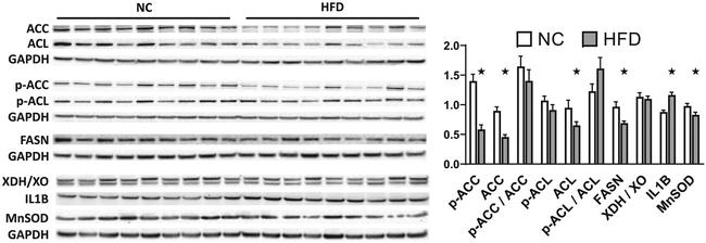 IL-1 beta Antibody in Western Blot (WB)