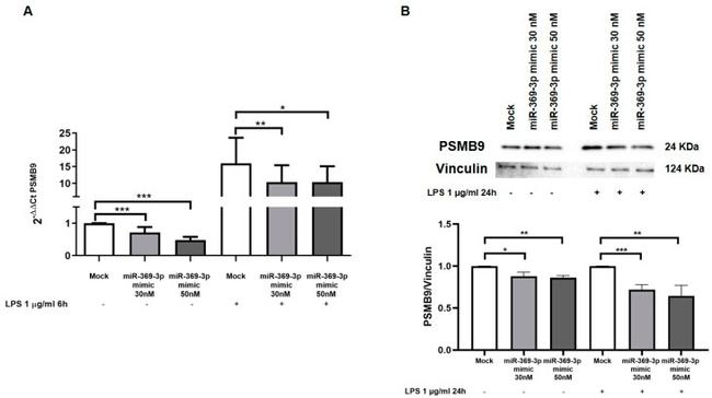 PSMB9 Antibody in Western Blot (WB)