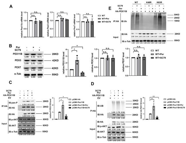 PEX7 Antibody in Western Blot (WB)