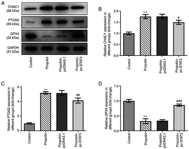 CHAC1 Antibody in Western Blot (WB)