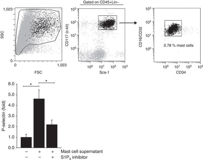 CD62P (P-Selectin) Antibody