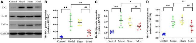 IDO1 Antibody in Western Blot (WB)