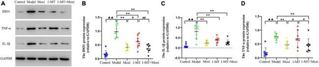 IDO1 Antibody in Western Blot (WB)