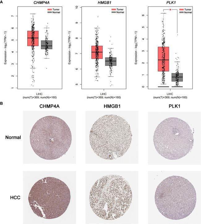 CHMP4A Antibody in Immunohistochemistry (IHC)