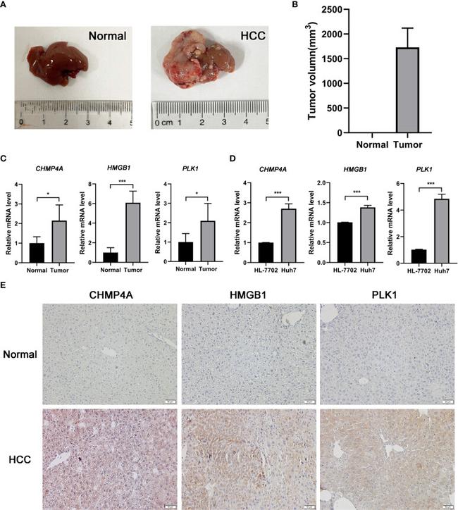 CHMP4A Antibody in Immunohistochemistry (IHC)