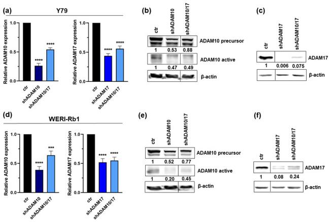 ADAM17 Antibody in Western Blot (WB)