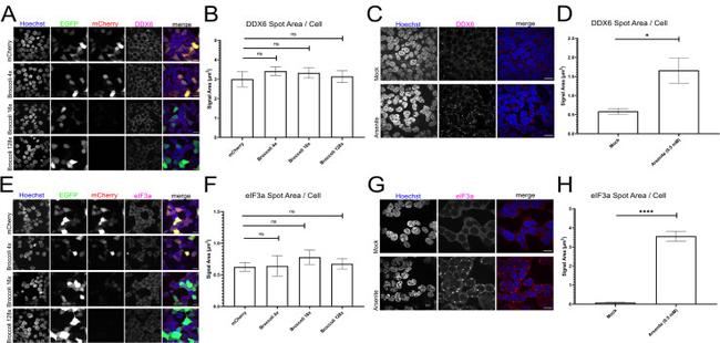 eIF3a Antibody in Immunocytochemistry (ICC/IF)