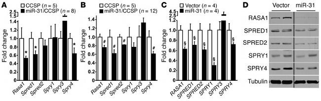 SPRED1 Antibody in Western Blot (WB)