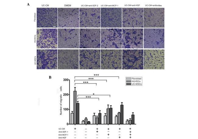 CCL2 (MCP-1) Antibody in Flow Cytometry (Flow)