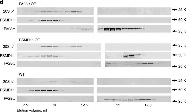 Mouse IgG (H+L) Cross-Adsorbed Secondary Antibody in Western Blot (WB)