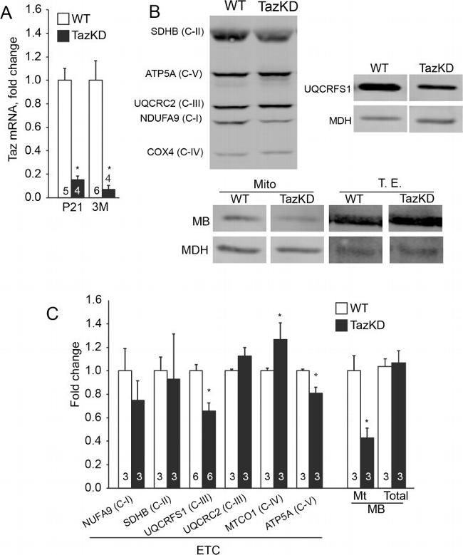 OxPhos Blue Native WB Antibody in Western Blot (WB)