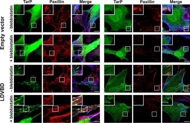 Goat anti-Rabbit IgG (H+L) Highly Cross-Adsorbed, Alexa Fluor™ 633