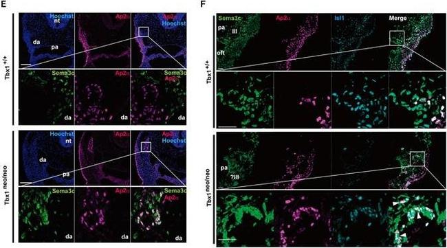 Goat anti-Mouse IgG (H+L) Cross-Adsorbed, Alexa Fluor™ 555 (A-21422)