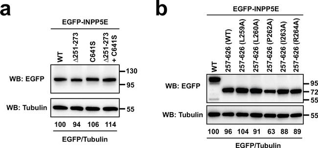 Mouse IgG (H+L) Cross-Adsorbed Secondary Antibody in Western Blot (WB)