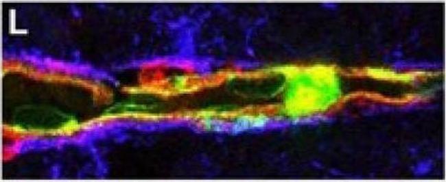 Goat IgG (H+L) Cross-Adsorbed Secondary Antibody in Immunohistochemistry (Paraffin) (IHC (P))