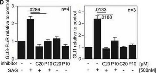 Mouse IgG (H+L) Highly Cross-Adsorbed Secondary Antibody in Western Blot (WB)