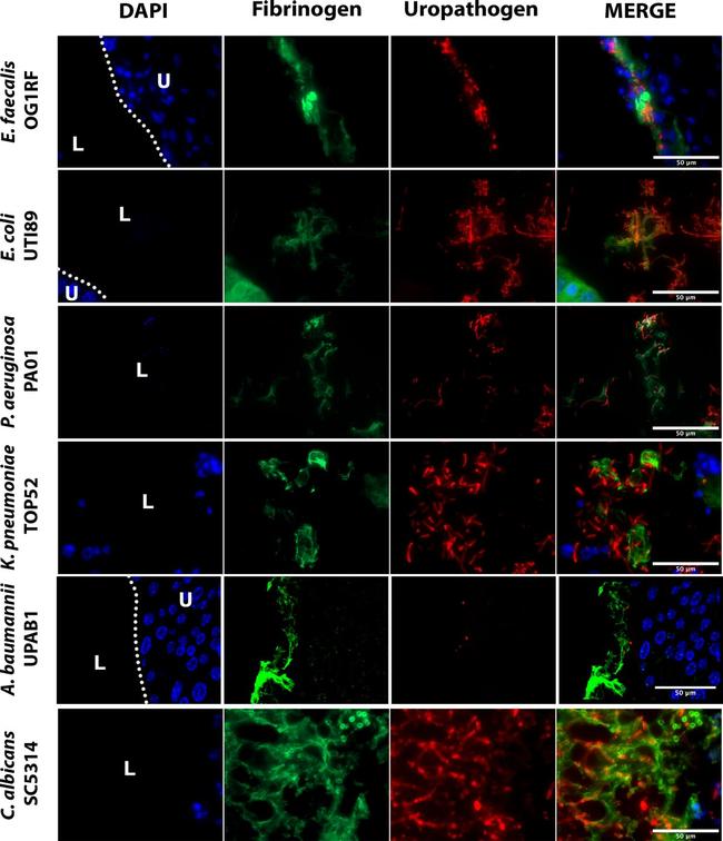 Goat IgG (H+L) Cross-Adsorbed Secondary Antibody in Immunohistochemistry (Paraffin) (IHC (P))