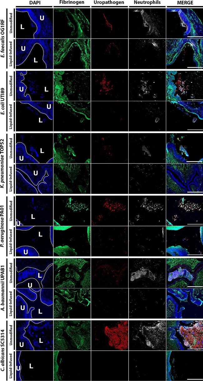 Goat IgG (H+L) Cross-Adsorbed Secondary Antibody in Immunohistochemistry (Paraffin) (IHC (P))