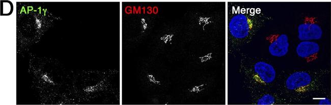 Goat anti-Rabbit IgG (H+L) Highly Cross-Adsorbed, Alexa Fluor™ 633